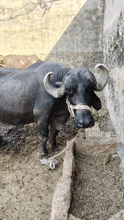 ભેંસ વેચવાની છે 4 વેતર વ્યાસે