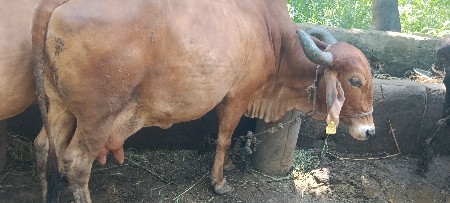 તાજી વાણી