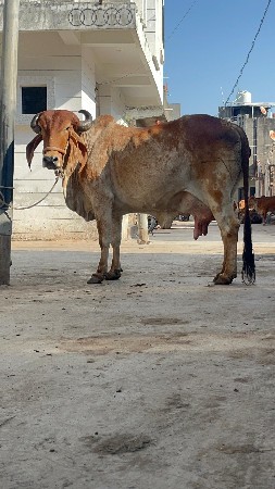 દેસી ગાય વેચવાની છે