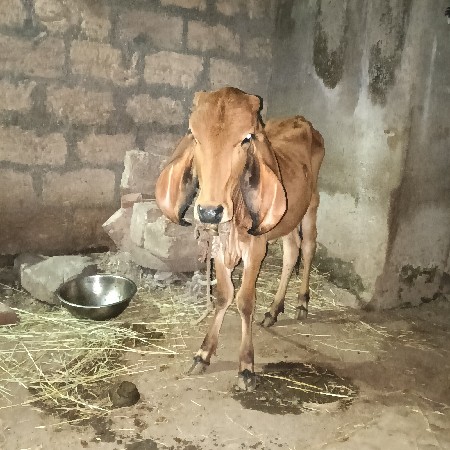 આ બે વાસુ દેવાની ગાયના હાથે હાથે