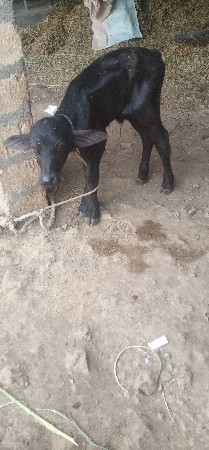 ભેંસ વેચવાની છે