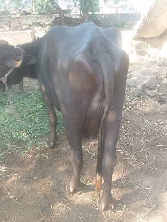 ખડેલી વેચવાની છે