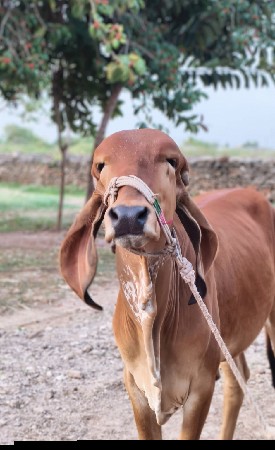 ઓરીજનલ ગીર વાછડી વેચવાની છે.
