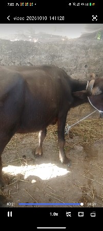 બે ખડેલી વેચવાની છે