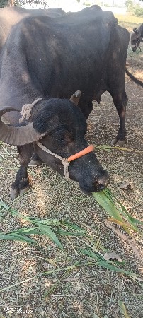 2 વેતર ની ખડેલી
