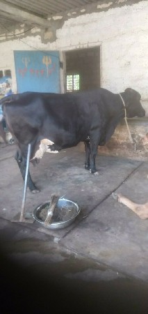 ગીરકોસ ગાય વેસવાની છે