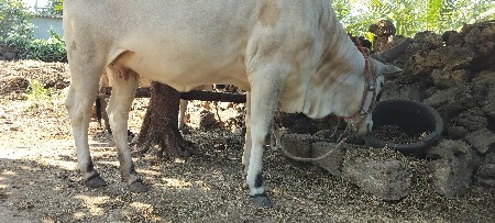 કાંકરેજ હોડકી આપવાની છે