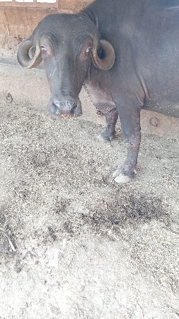 ખળેલી વેચવાની છે