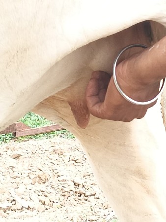ગાય  વેચવાની છે