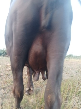 આ ભેંસ વેચવાની છે