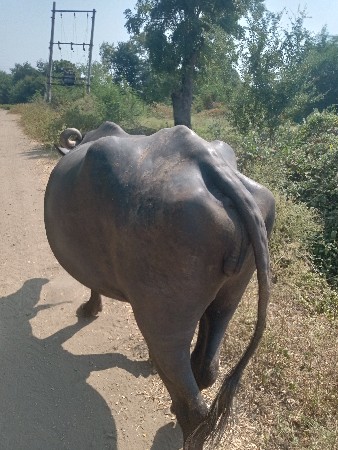 આ ખડેલી વેચવાની છે પેલું વેતર