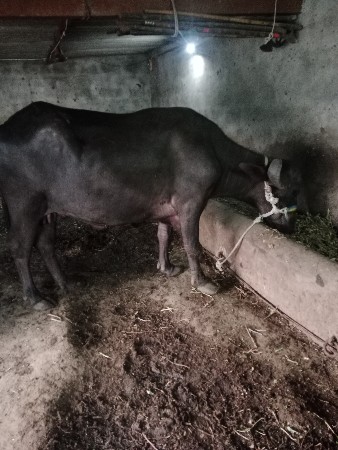 ભેંશ વેચવાની છે