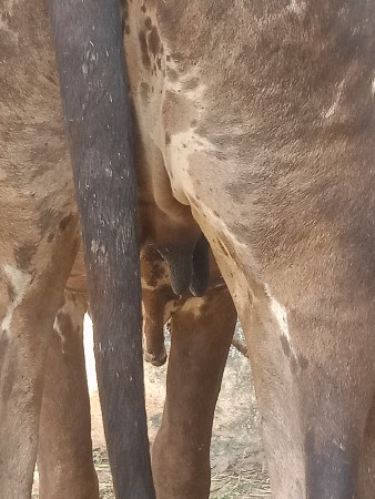ઓરિજનલ ગીર હોડકી વેચવા ની છે