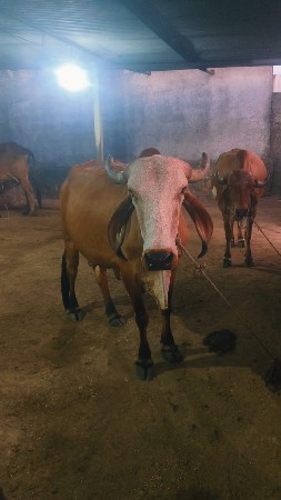 આ ગાય વેચવાની છે