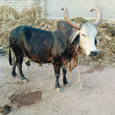 ગાય વેચવાની છે