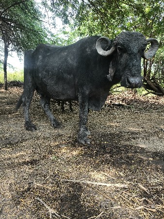 ભેંશ વેશવાનીછે પદરદીની કાચી તીજુવે