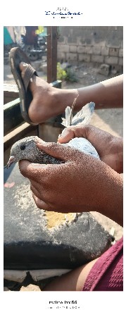 બાજરી માદિ વેચવાની છે