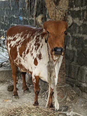 ગાય વેચવાની છે
