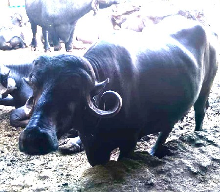 ભેંસ વેચવાની છે બે ચાર દિવસની કાચી