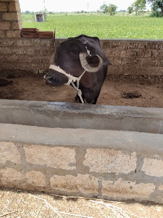 પેલું વેતર