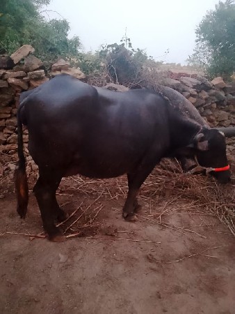 ભેંસ વેચવાની છે