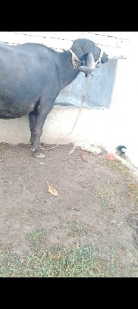 ભેંસ વેચવાની છે