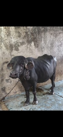 ભેંસ વેચવાની છે