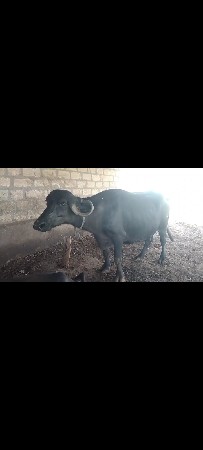 આ ભેંસ વેચવાની છે