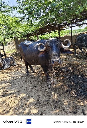 ભેંસ વેચવાની છે