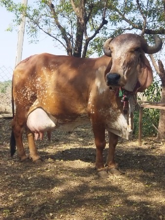 ગાય આપવાની છે