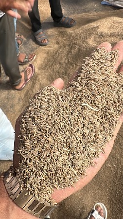 પાંચ નંબર જીરા નું બિયારણ વેચવાન