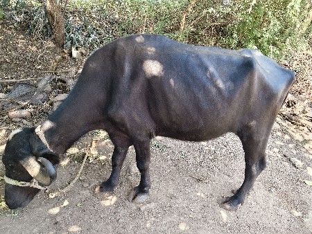 khadeli