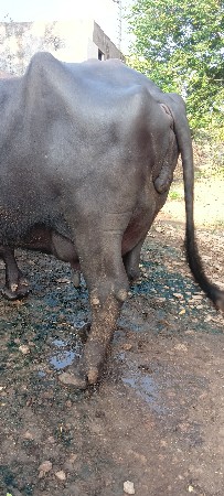 ભેંસ વેસવા ની સે