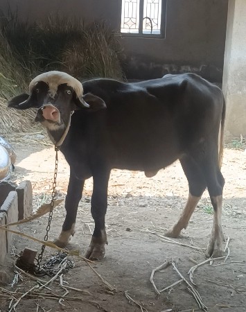 પાડી આપી દેવાની છે