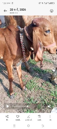 સાટા પણ કરવાના છે સાટામાં જર્મન કે