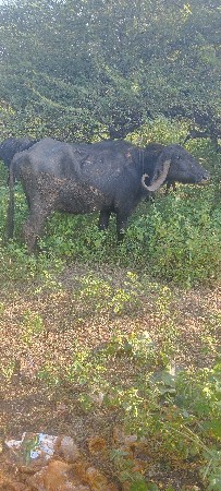 ભેંસ વેચવાની છે 3 વેતર