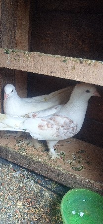 કબૂતર વેચવાના છે