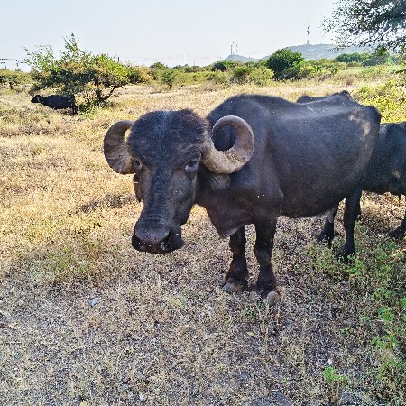 ભેંસ વેચવાની સે 20 દિવસ ની કાચી