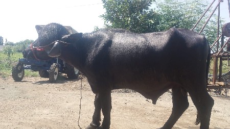 મેરૂ સાગણ ઓડેદરા