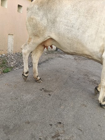હોડકી વેચવાની છે