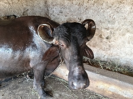 ભેંશ વેચવાની છે