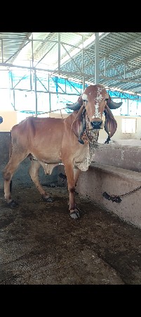 ગીર વાછડી