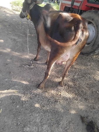 વેસવાની છે
