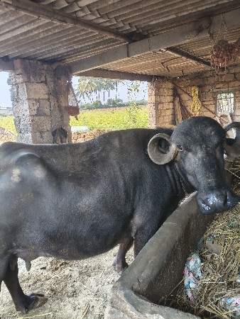 ભેસ