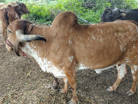 ગાય વેશવા ની છે