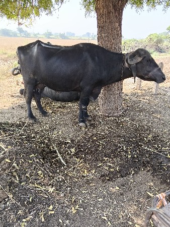 ખડેલી વેચવાની છે પાડીમરીગયછે