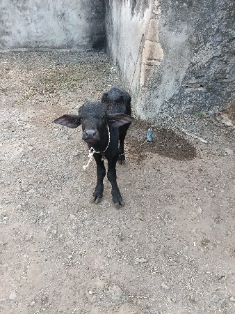 ભેસવેચવાનીછે