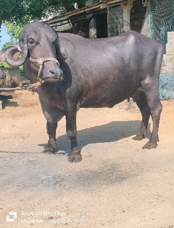પેલું વેતર ખડેલી