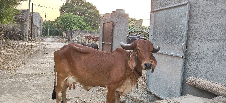 ગીર ગાય વેચવાની છે