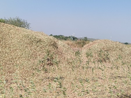 ગિરનાર 4 ભૂકો